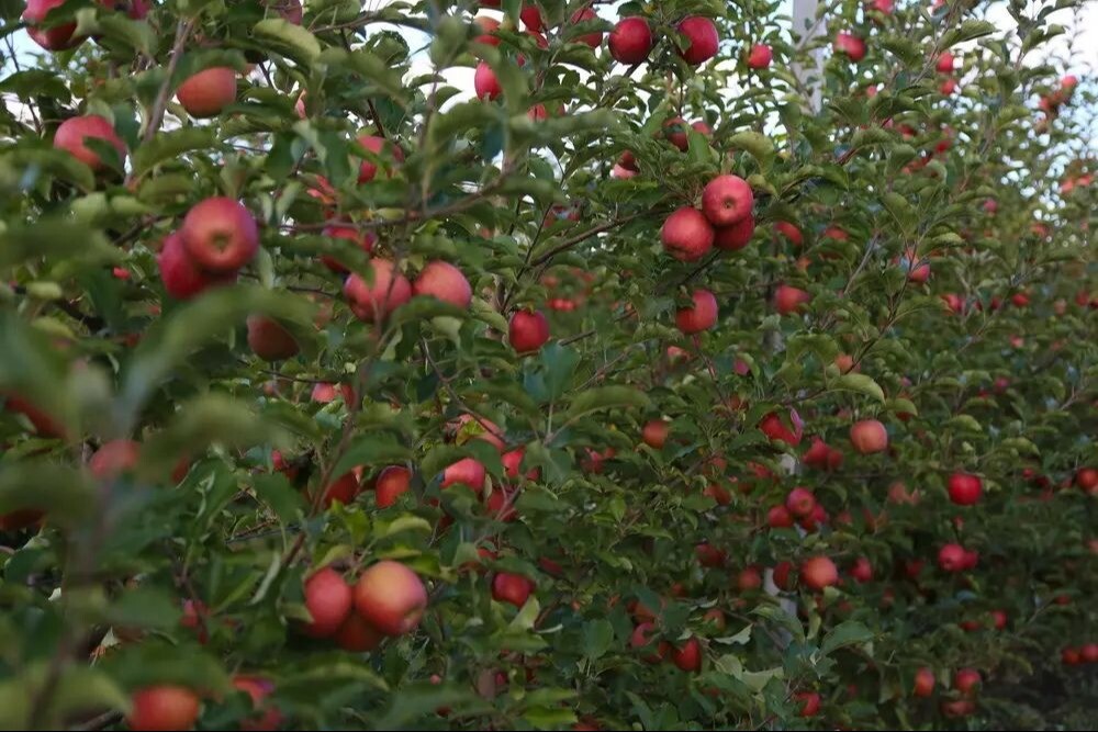Ингушский "Алмавит Фрут" в 2024г заложит первые яблоневые сады на 52 га - власти