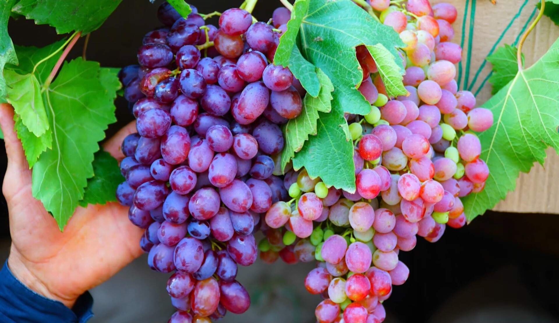Эксперты о планах производства вина и роста виноградников в 2024 году