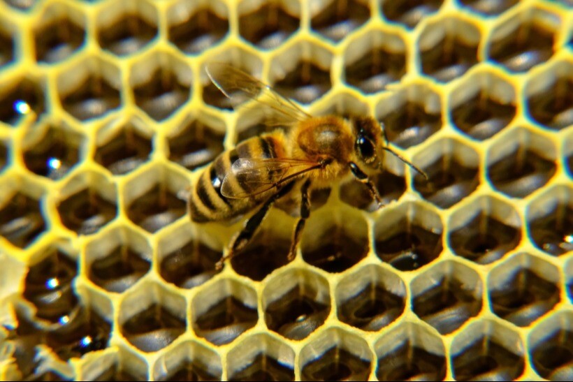 Мед: польза и вред. Что будет с организмом, если есть мед?