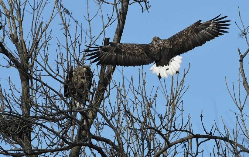 Краснокнижные орланы-белохвосты начали возвращаться на тюменские озера