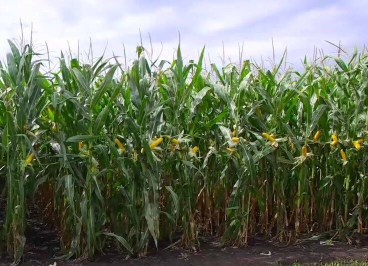 Селекционеры в Ингушетии вырастили кукурузу из найденных 100-летних зерен