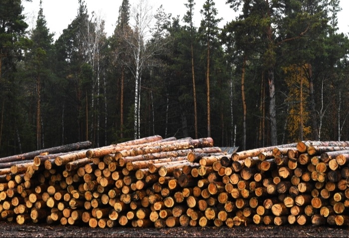Контрабанду лесоматериалов на 22 млн рублей выявили в Новосибирской области