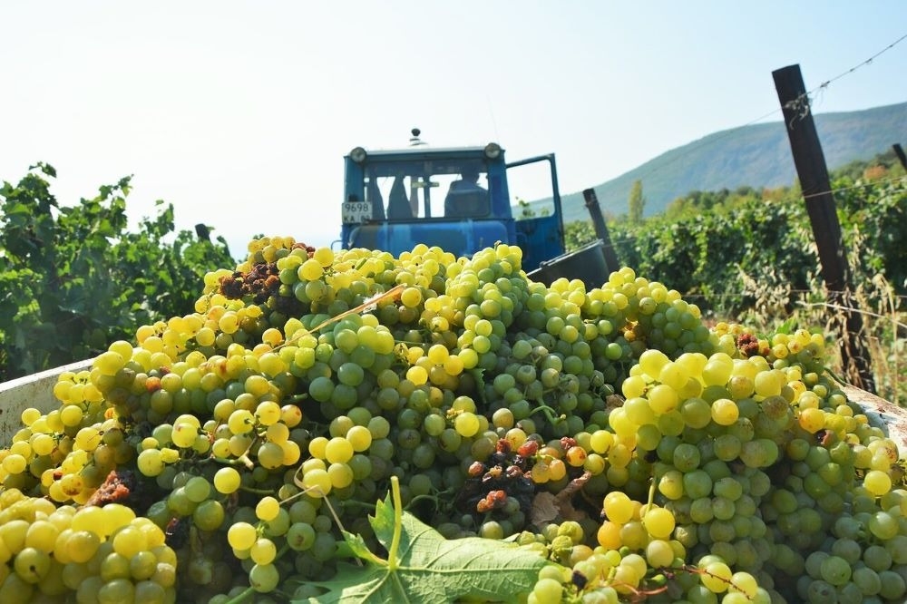 Северная Осетия в 2023г заложила около 300 га виноградников
