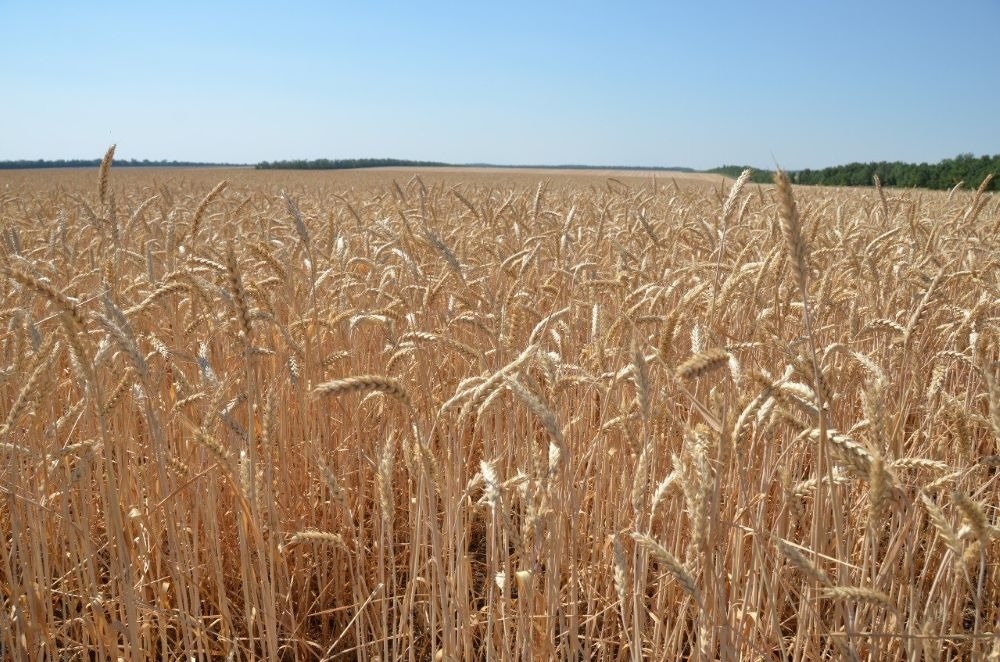 Северная Осетия в 2023г увеличила производство сельхозпродукции на 18% - до 46 млрд руб