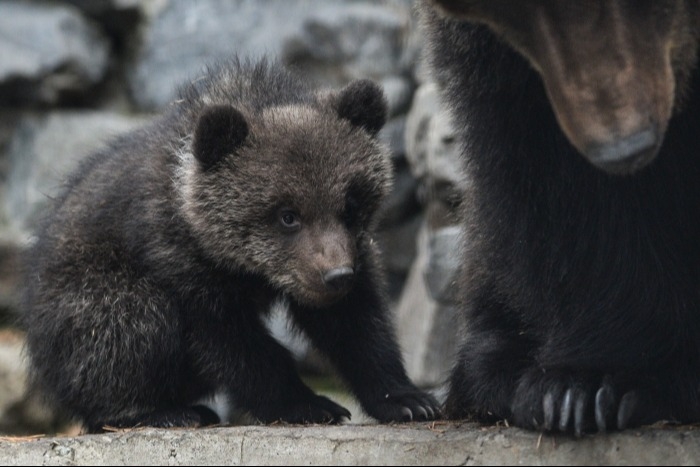 Бурый медведь исключен из Красной книги Татарстана