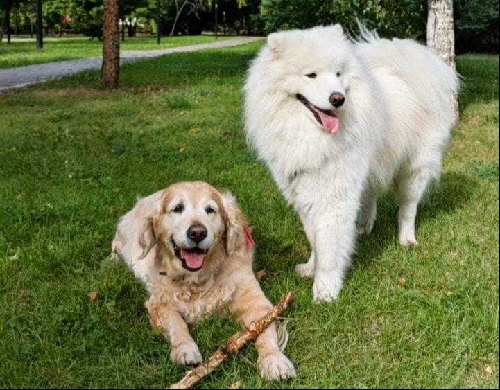 Подготовка собак к сезону клещей: рекомендации ветеринара