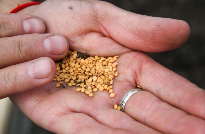 Башкирия с 2025г планирует выпускать не менее 1 тыс тонн семян местной селекции по нацпроекту