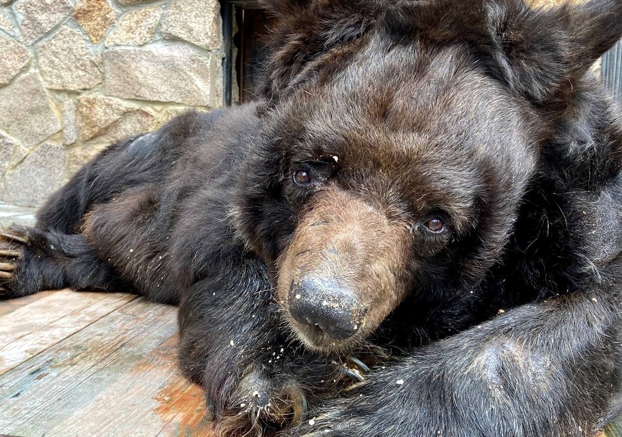 Медведь-долгожитель умер в Челябинском зоопарке