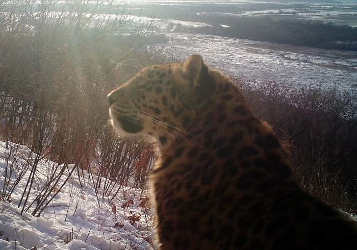 Леопард-первопроходец осваивает север Приморья