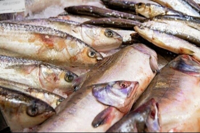 Пять тонн рыбы изъяли у жительницы Ростовской области из-за нелегального сбыта