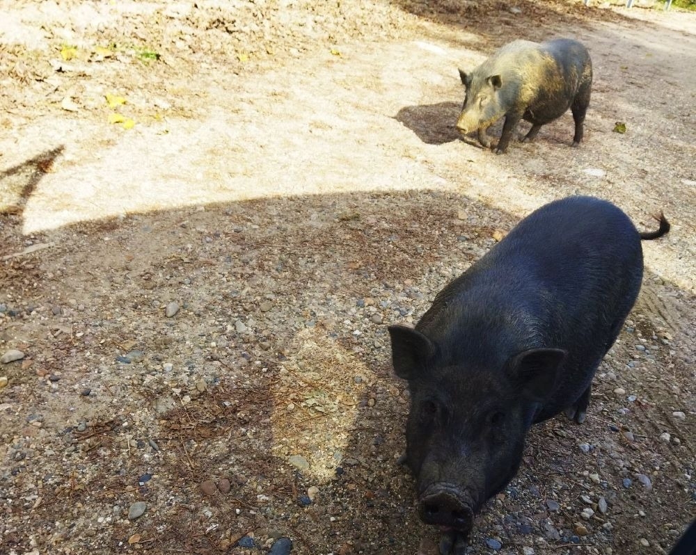 Краснодарский край намерен за 3 года восстановить поголовье свиней после АЧС