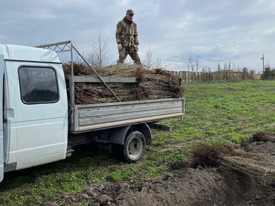 Более 60 тыс. деревьев высадили в Ингушетии в память о погибших в годы войны