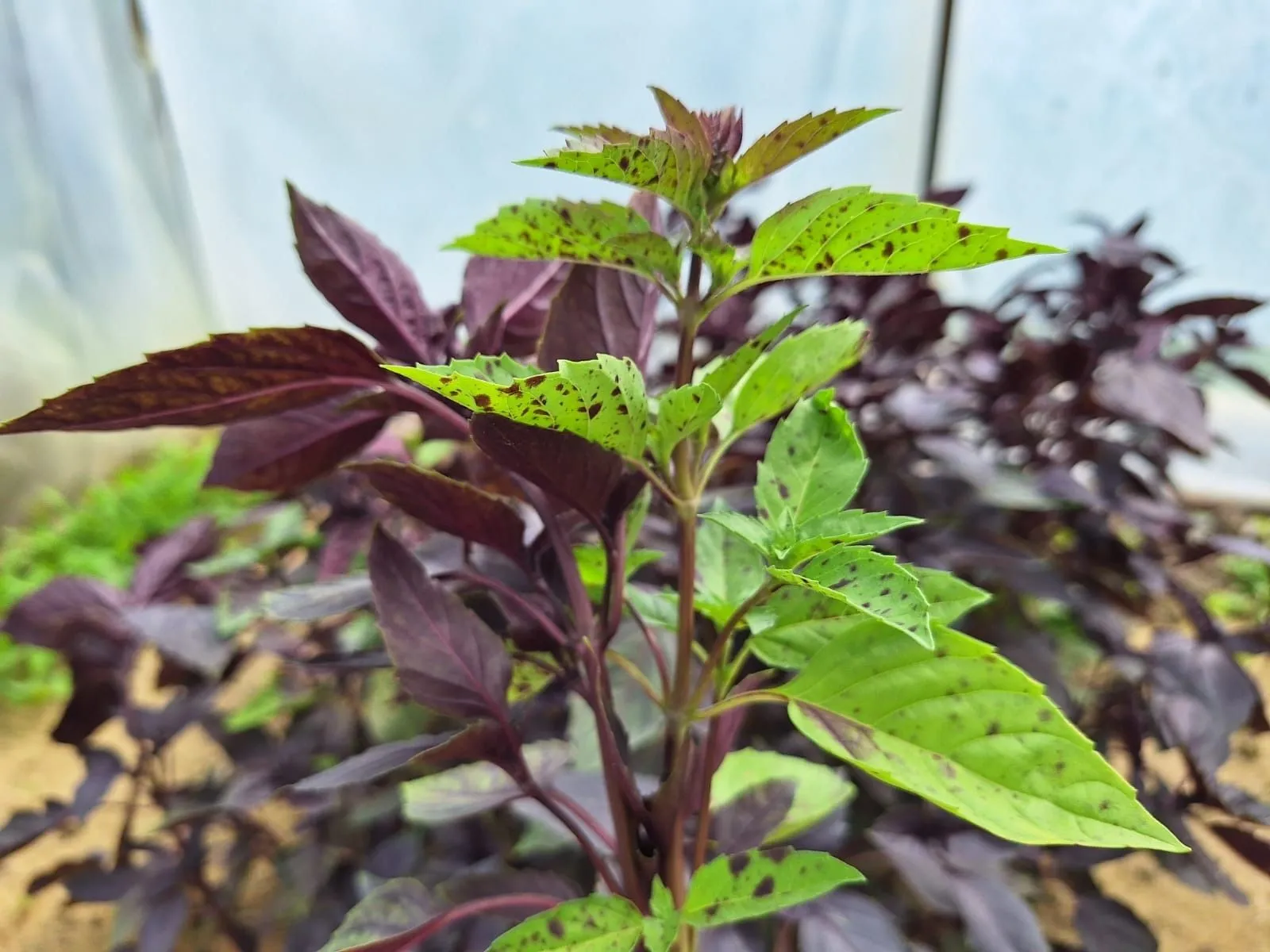 Когда и как правильно сажать базилик в 2025 году: советы огородников