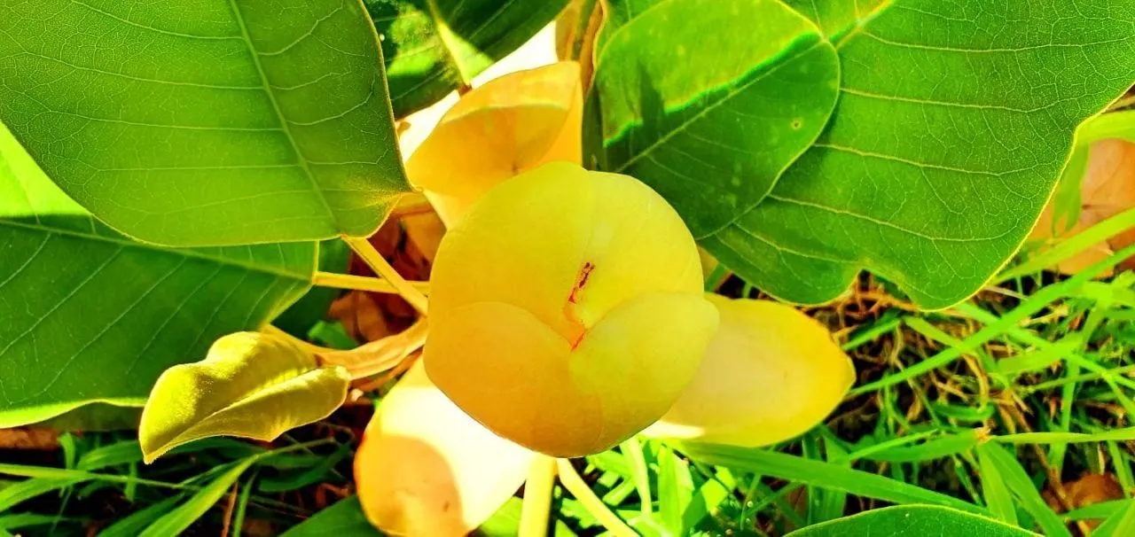 Магнолии с ароматами арбуза и дыни зацвели в Сочи