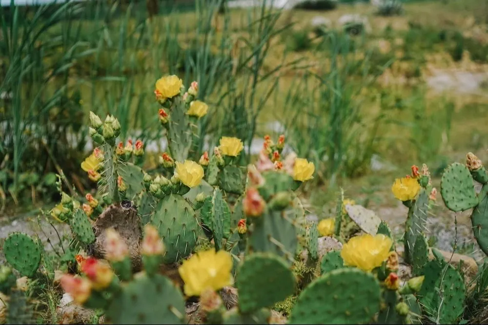 Более 1 тонны кактусов намерены собрать в Сочи
