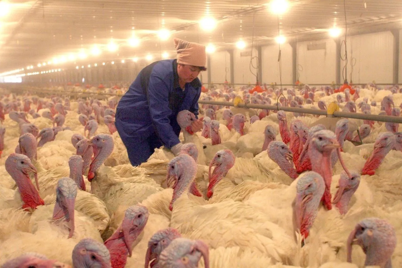 ГК "Дамате" в 2024г планирует увеличить производство мяса индейки в Ростовской области на 14% - власти