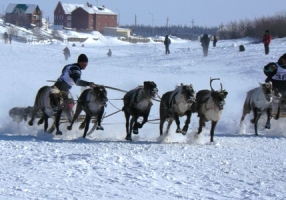 Оленеводы в Салехарде состязались в быстроте езды на оленьих упряжках и других национальных видах спорта