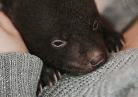 Бурый медвежонок родился в Костромском зоопарке