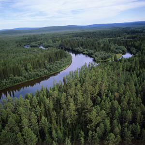 Министерство лесного комплекса будет создано в Иркутской области