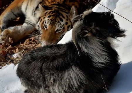 Поплатился за храбрость