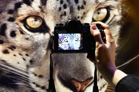 Соцсеть для ирбиса