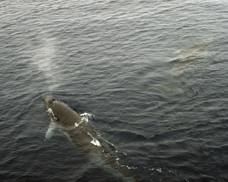 Редкий серый кит приплыл в бухту острова Беринга