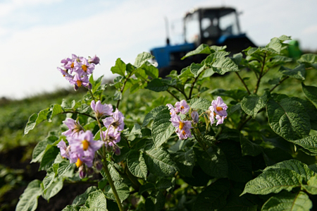 Центр селекции и оригинального семеноводства для картофелеводов появится в Томской области