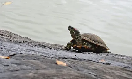 Черепашку кировского экс-губернатора Белых приютили бывшие коллеги
