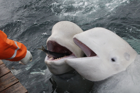 Суд постановил конфисковать морских животных у дельфинария в Ялте