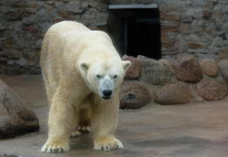 27-летний белый медведь Меньшиков умер в Ленинградском зоопарке