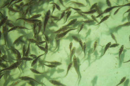 В Ириклинское водохранилище в Оренбуржье выпустили 4,5 тонны мальков растительноядных рыб