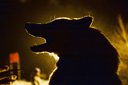 Власти ХМАО разрешили отстрелить пятерых волков, чтобы обезопасить Мулымью от нападения хищников