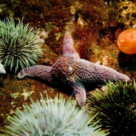Приморские ученые предложили выпускать косметику из морских звезд