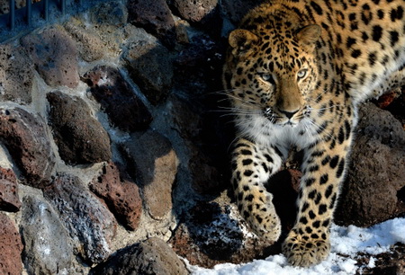 Знаменитая приморская леопардесса Бэри родила двух котят