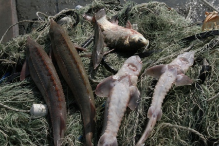 Почти 6 тонн рыбы изъято у браконьеров на Камчатке с начала лососевой путины
