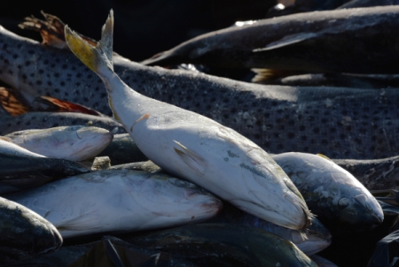 Объем перевозок рыбы с Дальнего Востока в 2016 г. вырос на 7%