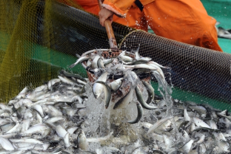 Ростовская область планирует с 2019 года дополнительно получать по 2 тыс. тонн товарной рыбы в год