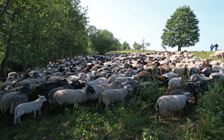 Молния убила стадо коз и овец на выпасе у башкирского села, пастух не пострадал