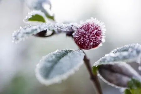 Заморозки ожидаются в степных и предгорных районах Крыма