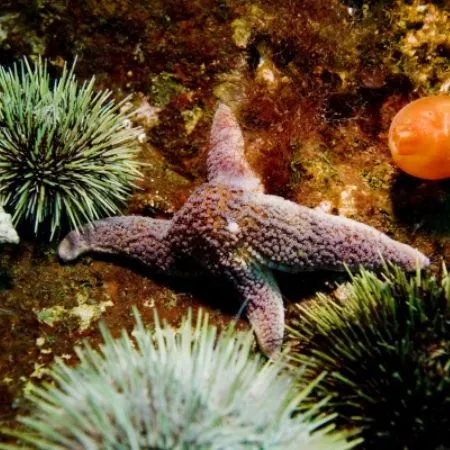 Морские сокровища