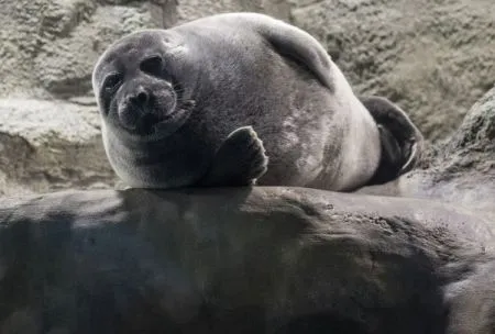 Погибли от инфекции