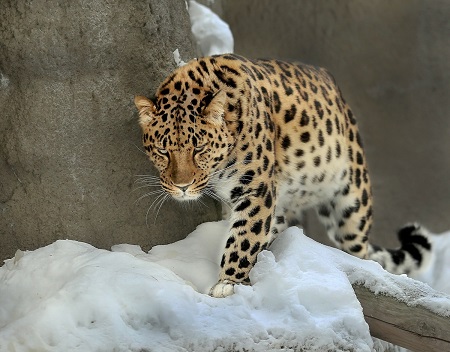 Спасенный в Приморье леопард "создал семью" в Московском зоопарке