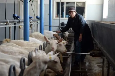 Власти Удмуртии намерены провести санацию ряда проблемных сельхозпредприятий