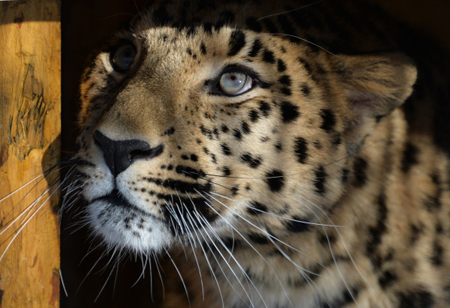 Количество редчайших дальневосточных леопардов в нацпарке Приморья достигло максимального за всю историю наблюдений