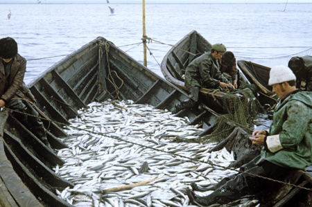 Весенний запрет на ловлю рыбы введен в регионах Северо-Запада