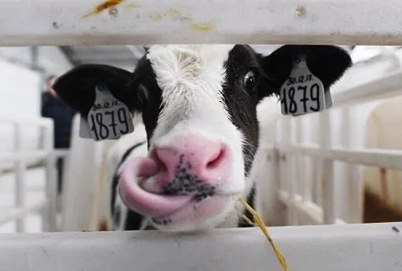 Власти Башкирии намерены стимулировать производителей и переработчиков молока к долгосрочным контрактам