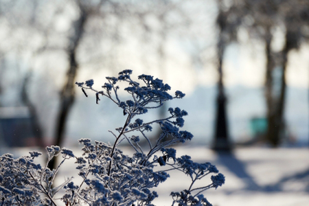 Заморозки прогнозируют на выходные в Ростовской и Волгоградской области