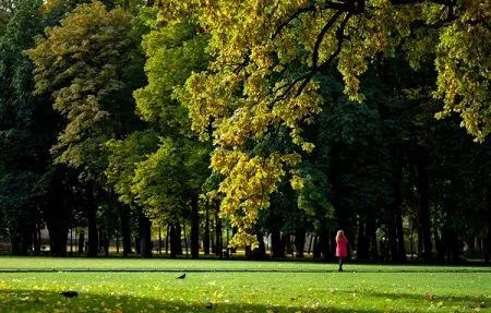 Ущерб от двух незаконных вырубок дубов под Калининградом составил почти 200 млн рублей