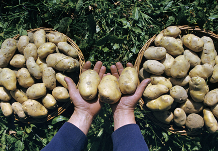 Брянская область намерена увеличить производство картофеля на 13% в 2018 году