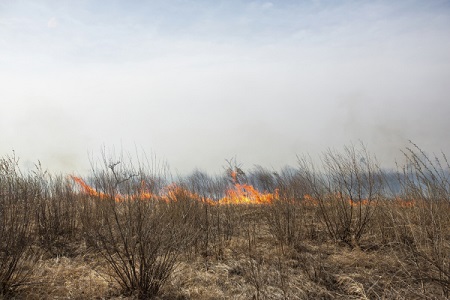 Около 100 га сухой травы горит на полигоне "Погоново" в Воронежской области